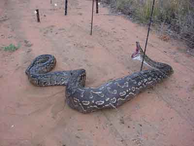 ELECTRIC FENCE - WIKIPEDIA, THE FREE ENCYCLOPEDIA ELECTRIC FENCE - WIKIPEDIA, THE FREE ENCYCLOPEDIA