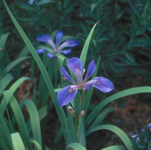 Plant Preview Companion Planting with Daylilies