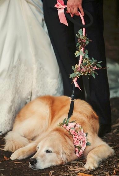 chien mariage