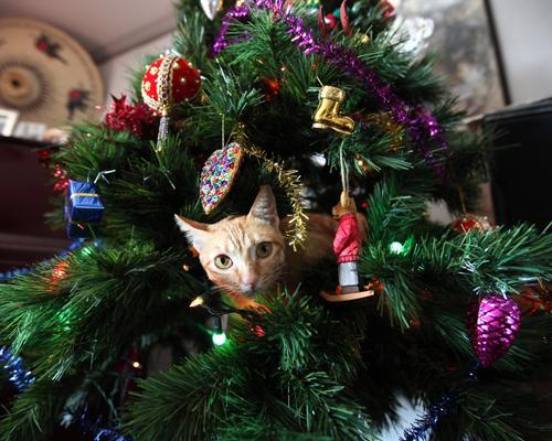 animal general hospital keeping your cat out of the christmas tree how to keep a cat off the christmas tree