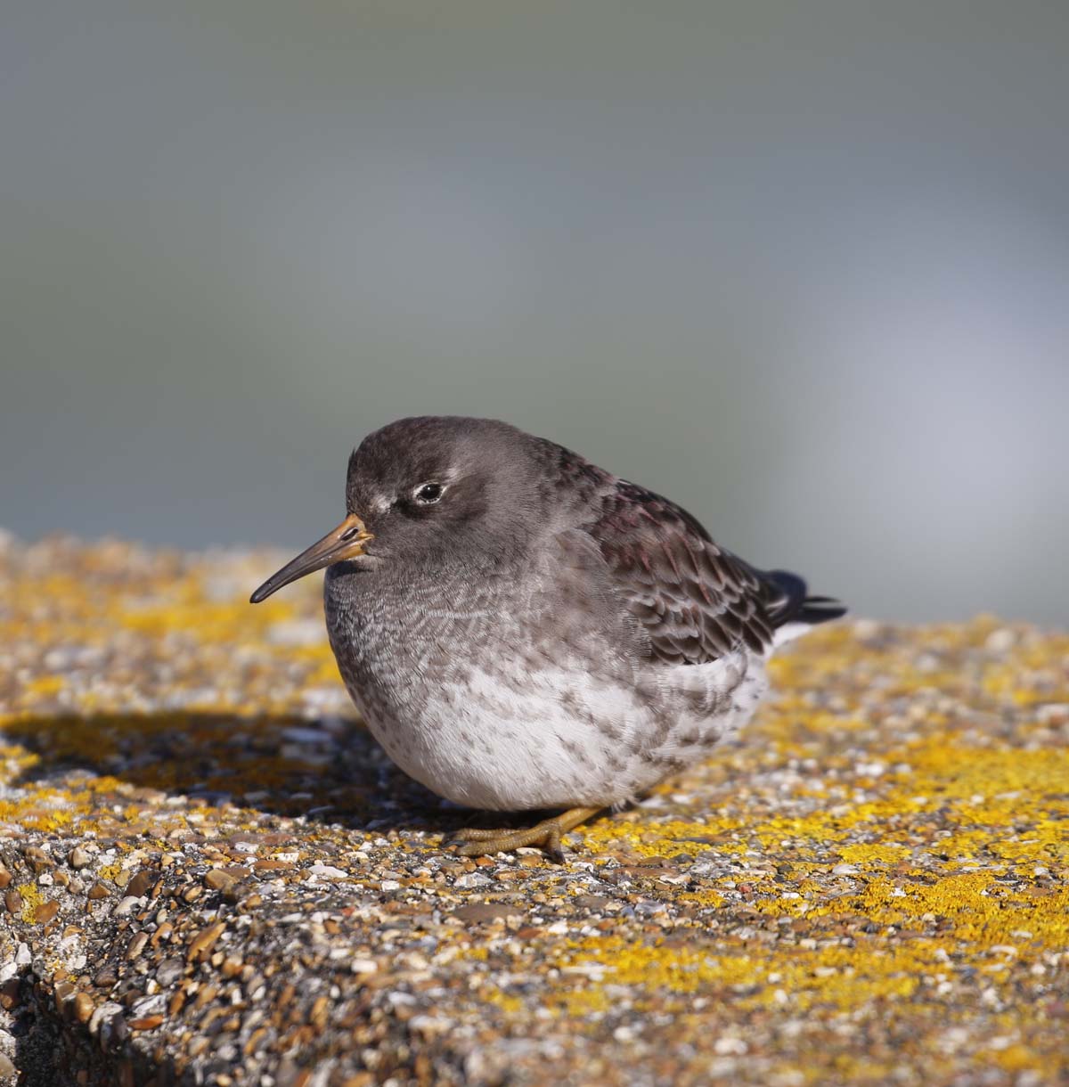 Purple Sandpiper