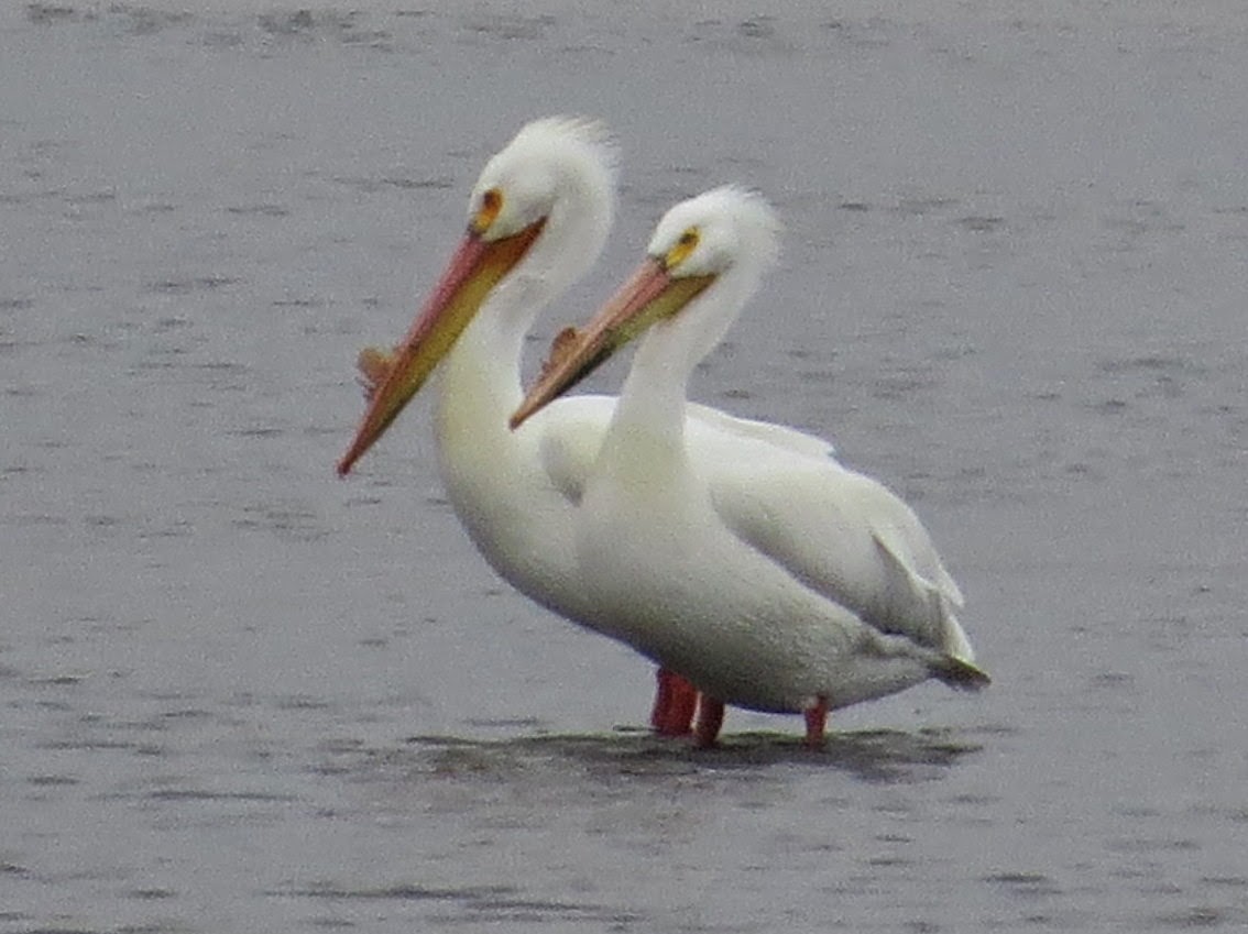 April morning essay stanford filmbay 381 html picture