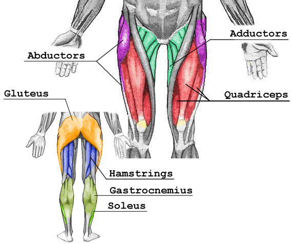 SuppVersity EMG Series - Gluteus maximus, Quadriceps femoris