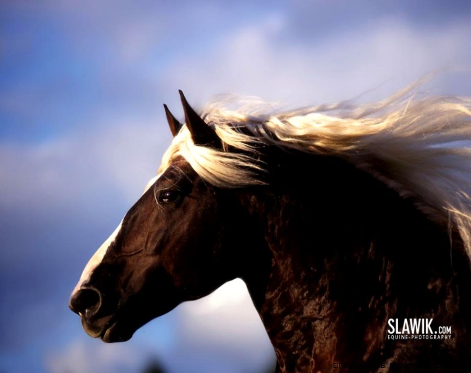 Beautiful Arabian Horses Wallpaper Beautiful Arabian Horses Wallpaper