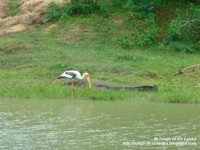 Crocodile et reptiles à Yala au Sri Lanka