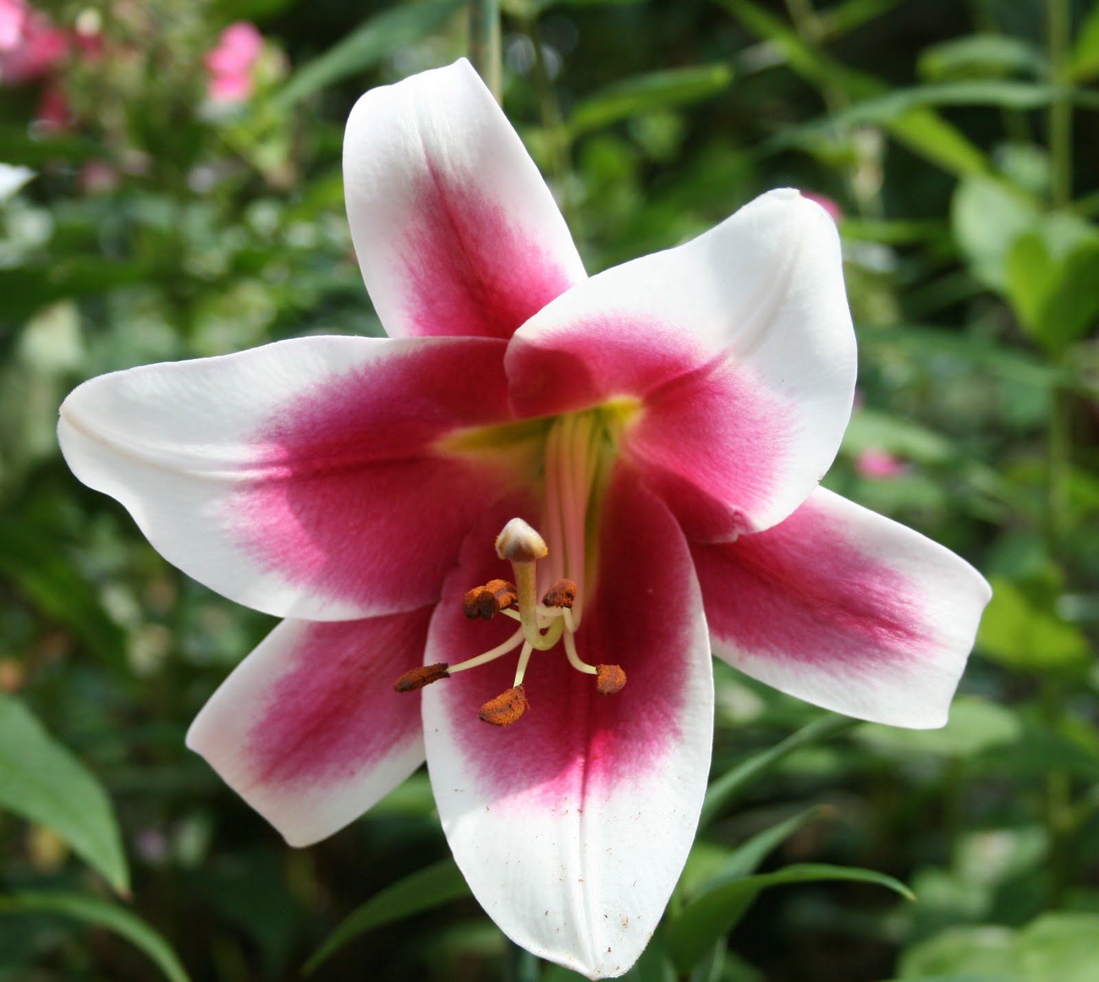 A Hocking Hill's Garden The Lily Bed
