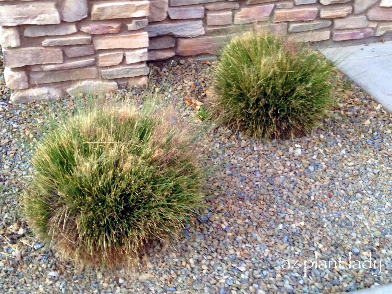 Mini Christmas Trees? More Bad Pruning... Ramblings from a Desert Garden