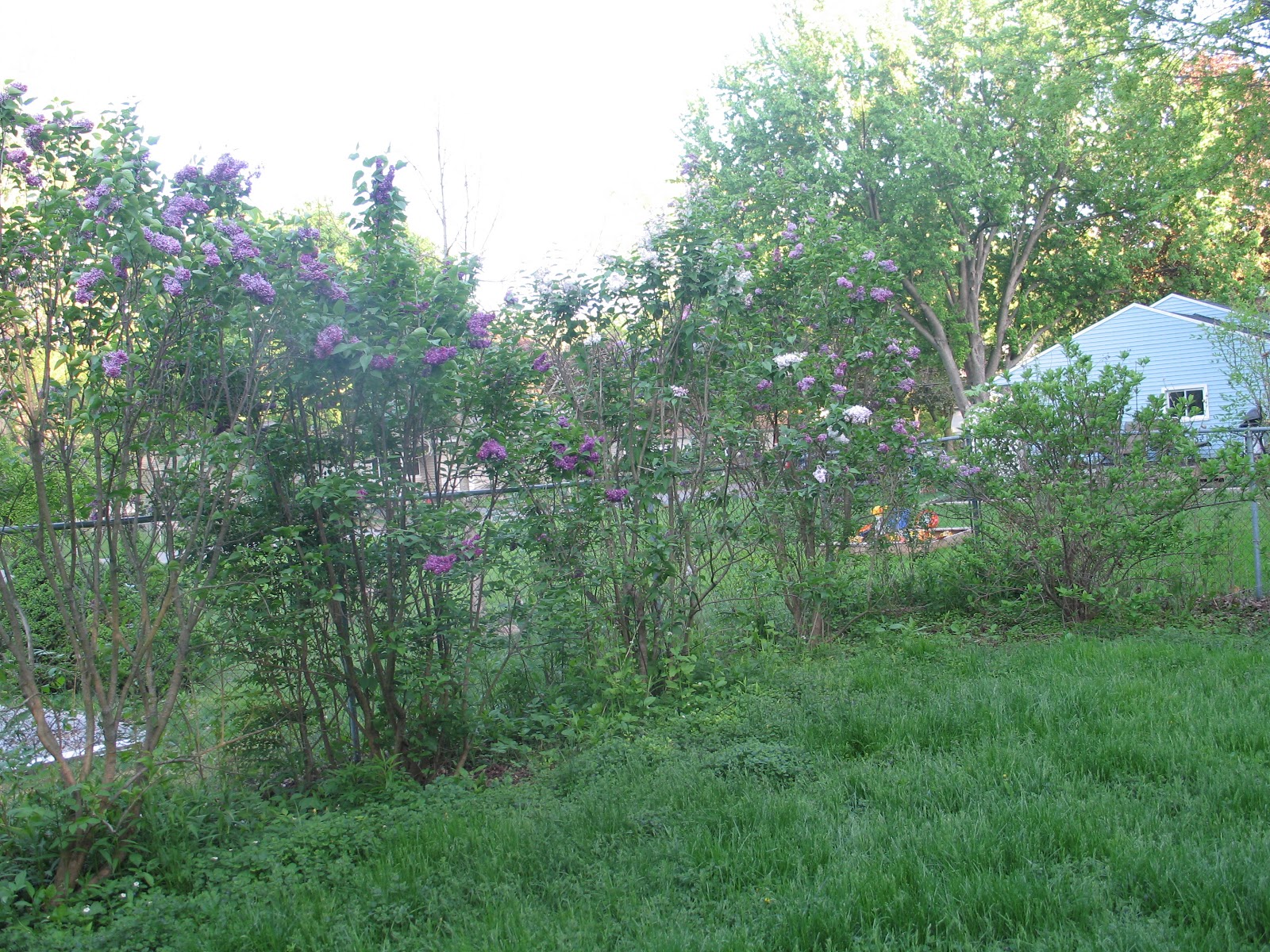 Sherry's Place: Backyard Shrubbery