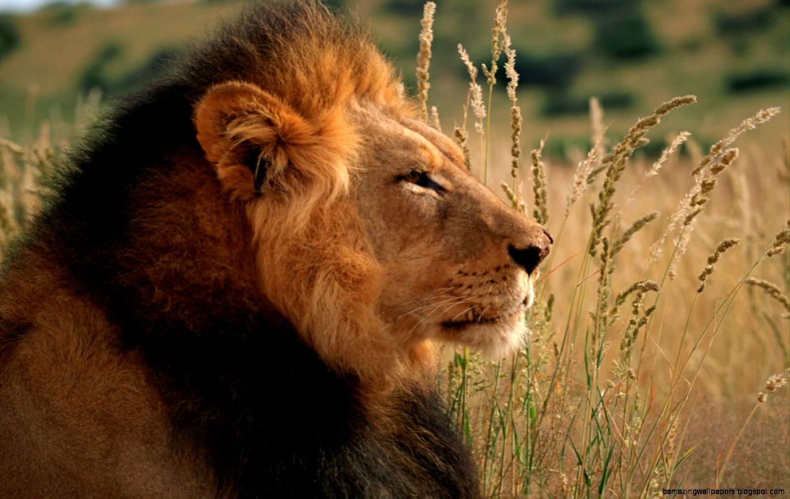 Download Nature Animals Wallpaper 1680x1120 Wallpoper 409593 Download Nature Animals Wallpaper 1680x1120 Wallpoper 409593