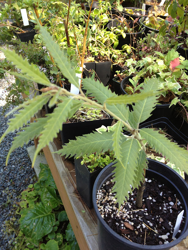 Growing Steady July 2012