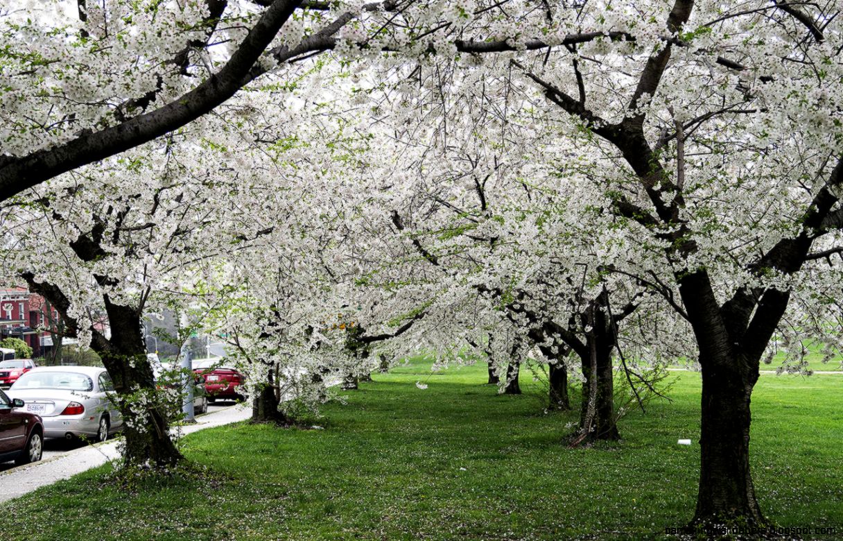 FileCherry blossom trees during the spring Wikimedia Commons FileCherry blossom trees during the spring Wikimedia Commons