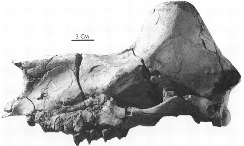 Tylocephalonyx skull