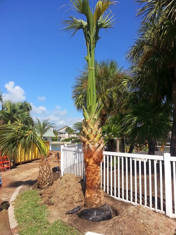Cold Hardy Palm Trees in Houston Texas Sabals Sabal Texana A