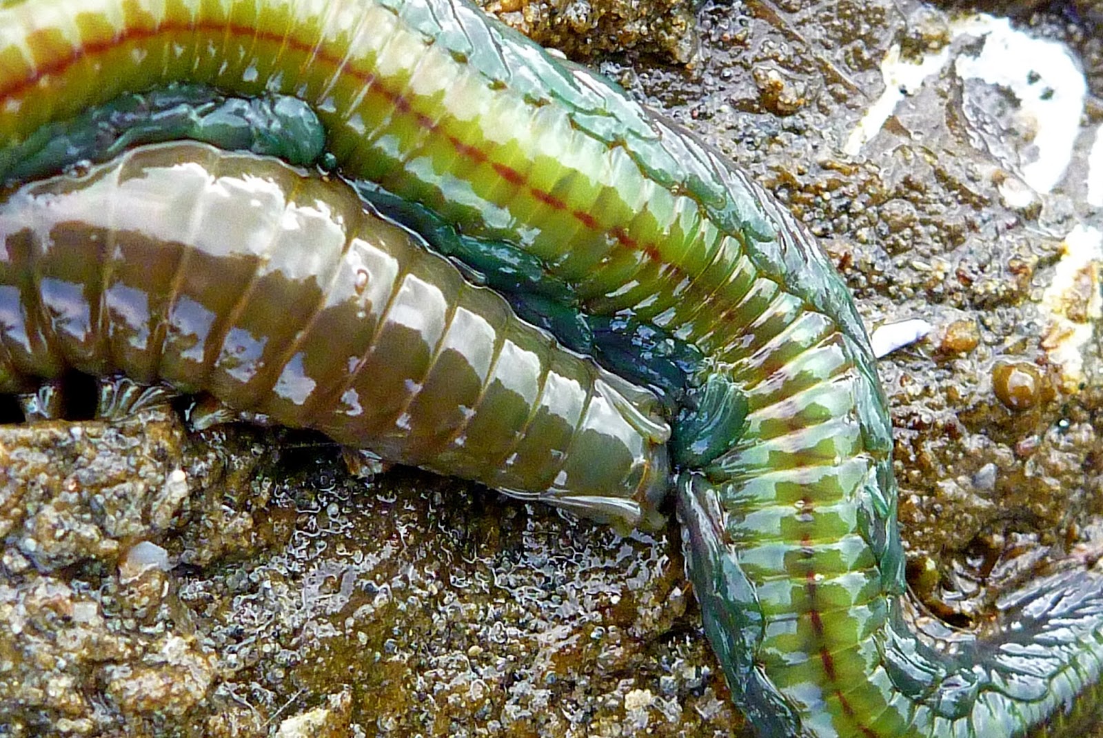 Buzz's Marine Life of Puget Sound: Aug 18, 2013