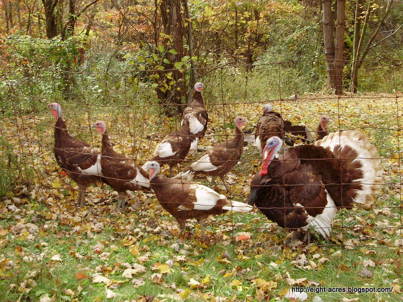 turkeys