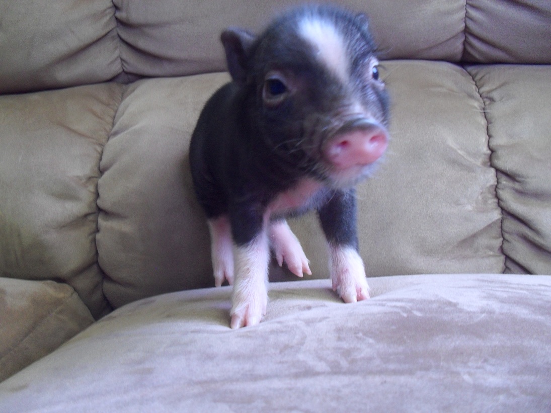 Puny Porker's micro mini pigs Piglets for sale