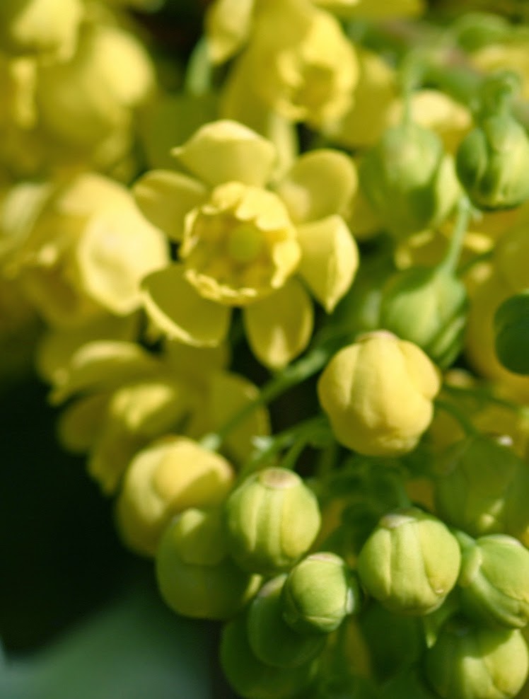 Lily Of The Valley Bush Poisonous Plant For Pets