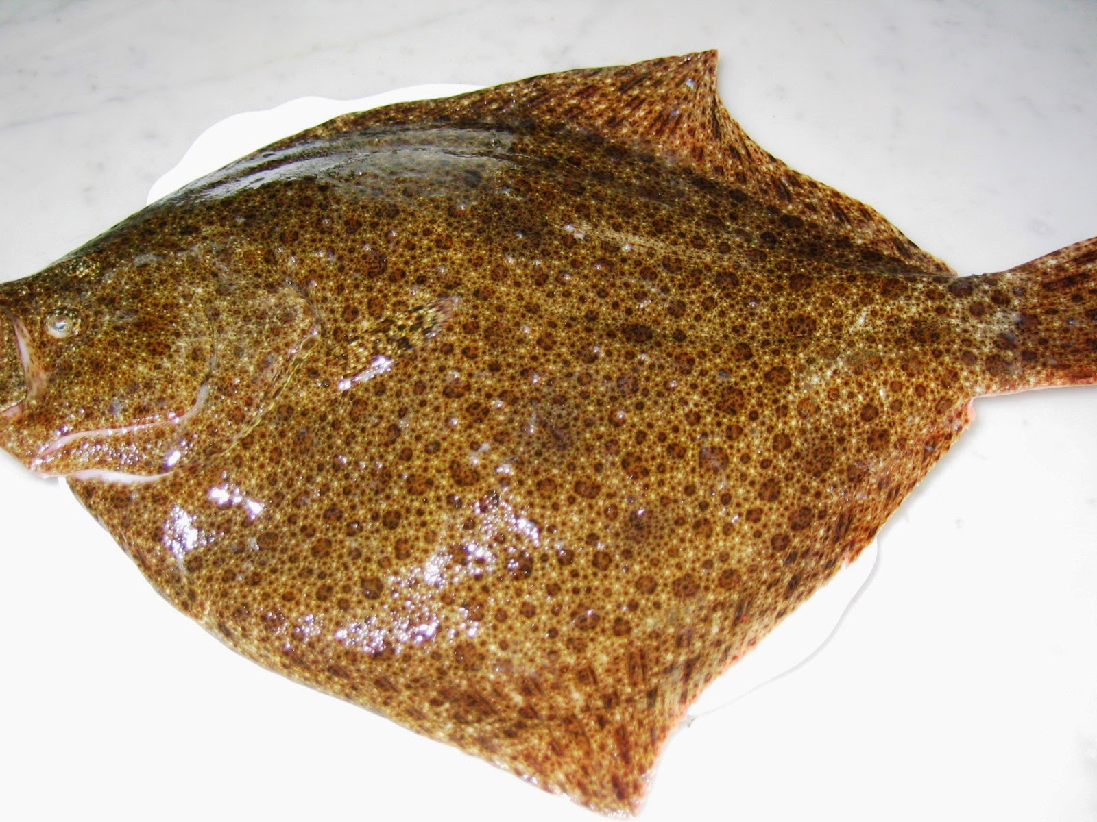 El rincón de Mundín RODABALLO A LA GALLEGA