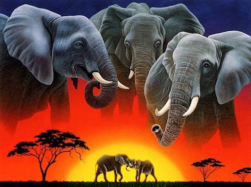 Amazing African Animals: Africa : Kenya Big 5