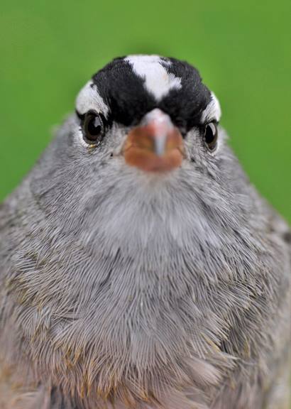 White Crowned Sparrow