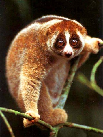 Zainsyl Ordo Yang Terdapat Pada Mamalia