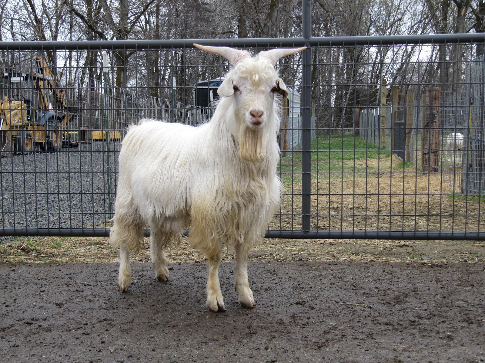 LIBERTY FARM CASHMERE GOATS CASHMERE GOATS FOR SALE