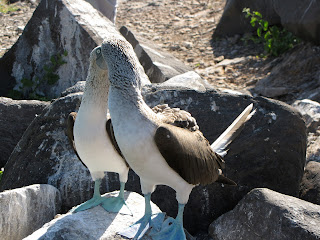 Boobies Kissing As Part of Their Mating Dance