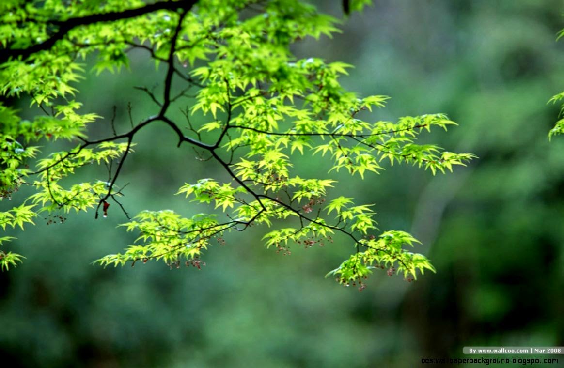 nature photography for beginners all the Gallery you need nature photography for beginners all the Gallery you need