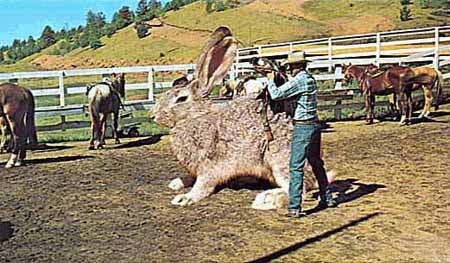 Giant German Bunnies
