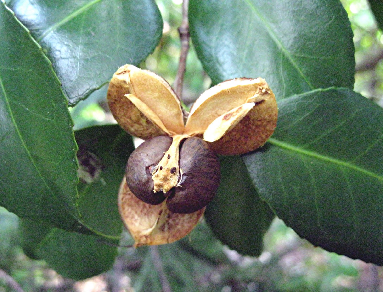 1003 Gardens Camellia fruits