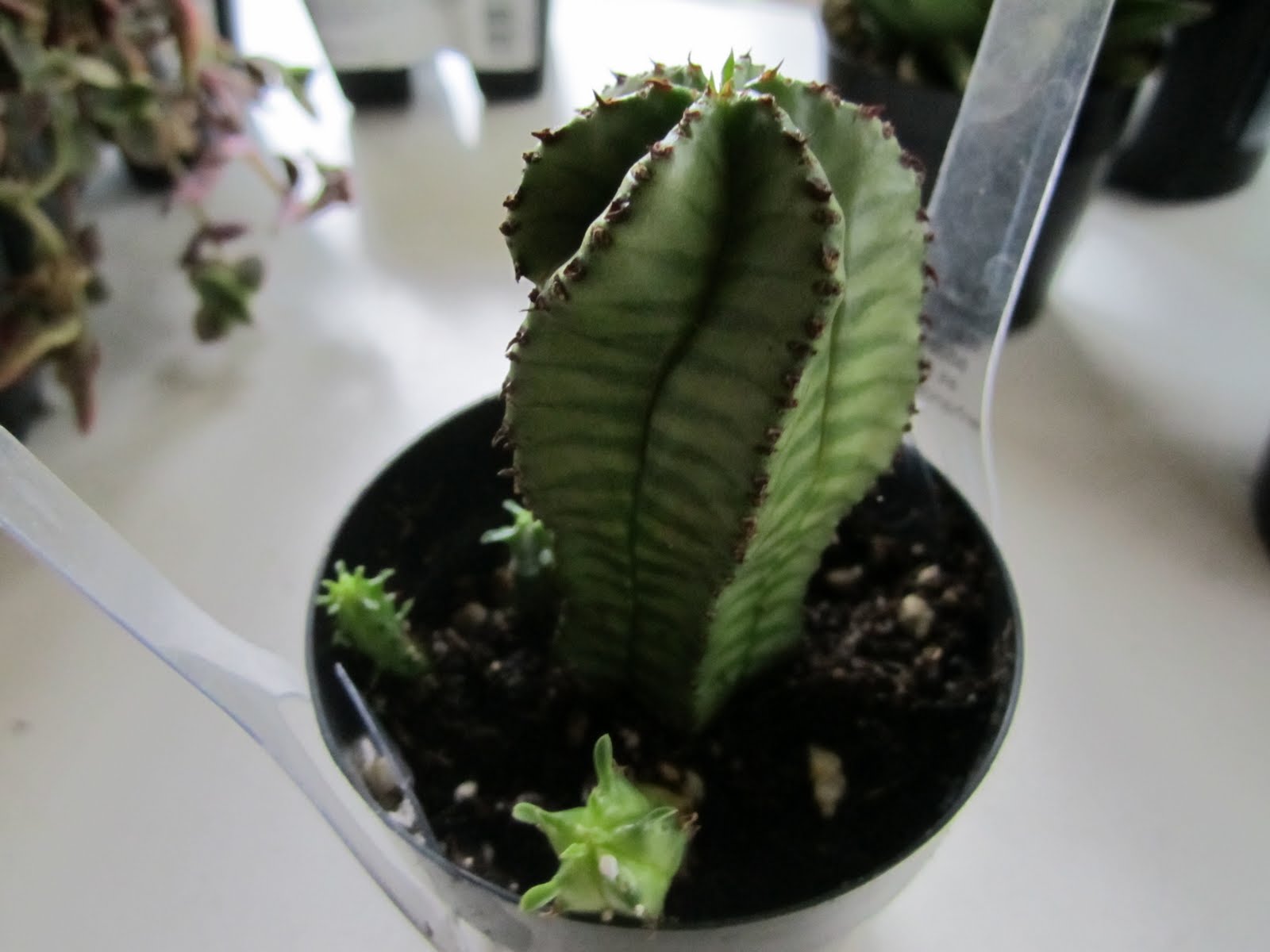 Weekend Garden Goodies