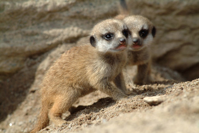 Funny Cool Pictures The Most Adorable Baby Meerkat Photos