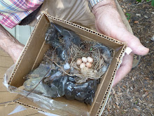 Wren's nest with eggs