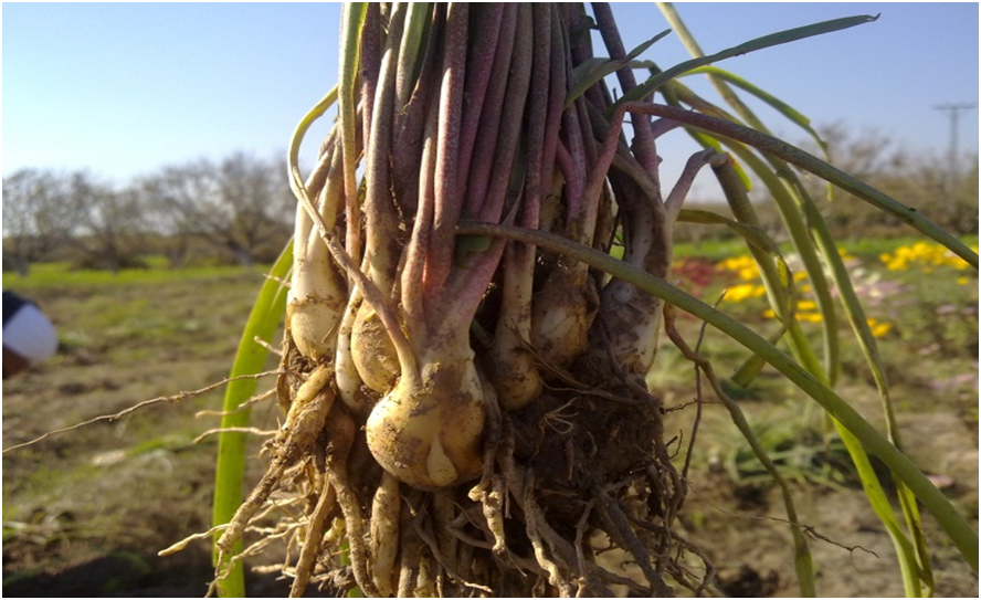 Tuberose Integrated Crop Management
