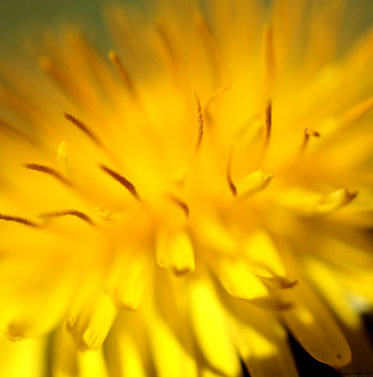 mq34 yellow flower zoom nature mq34 yellow flower zoom nature