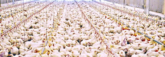 Chicken farming business plan sample