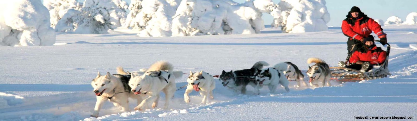 Reindeer and husky excursions   Lapland Safaris Reindeer and husky excursions   Lapland Safaris