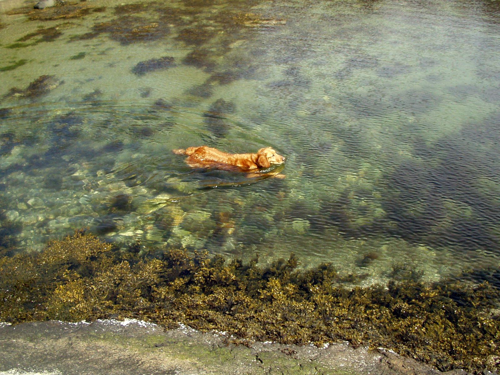 hikewithyourdog: Fort Wetherill State Park