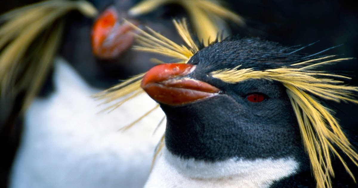Animals and Anecdotes: The Rockhopper Penguin