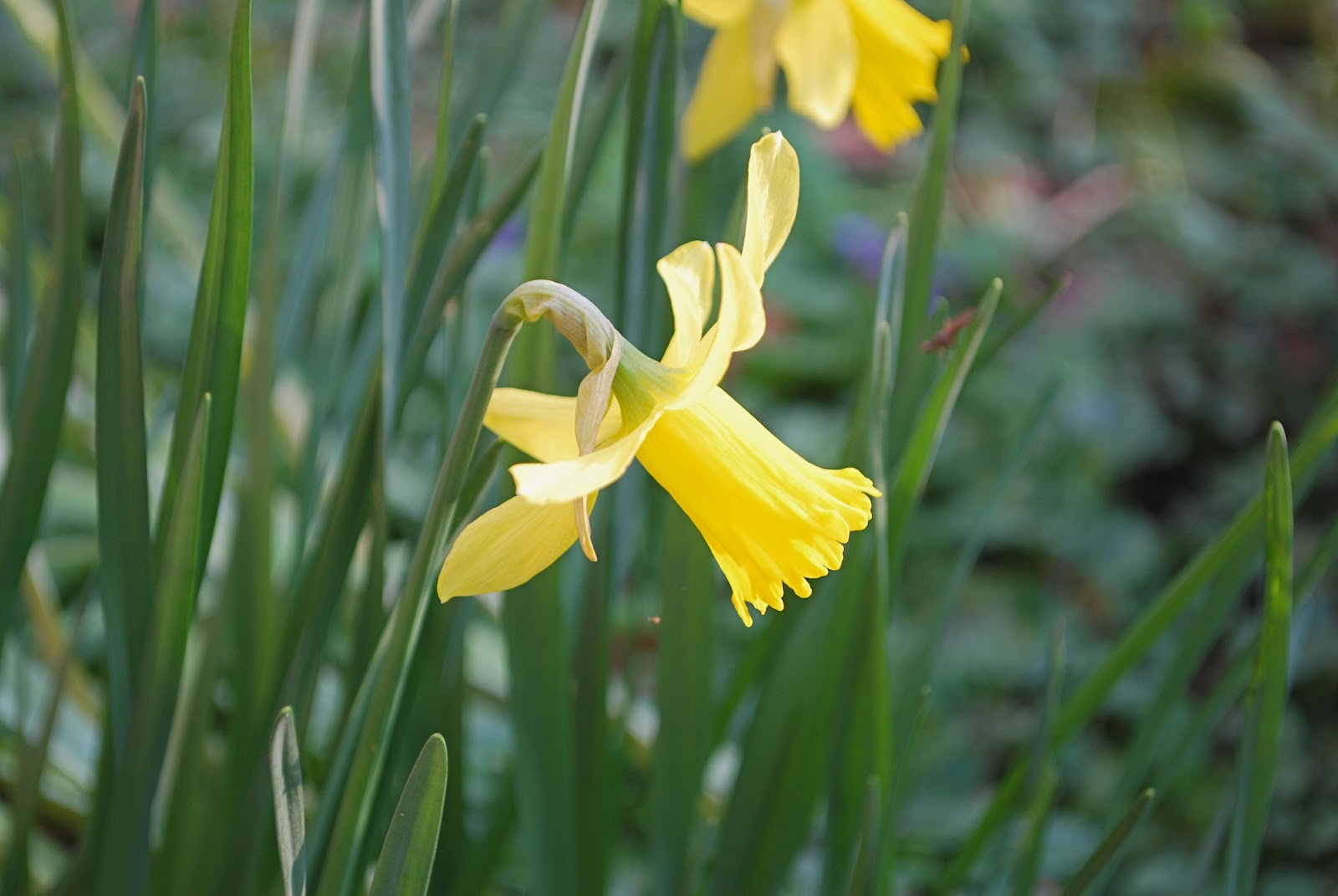 Contemplating Change St David's Day daffodil