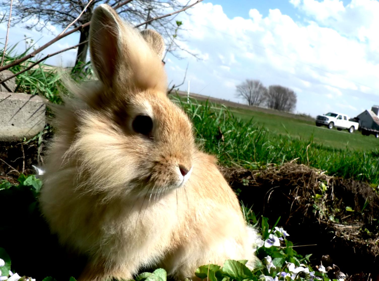 Bunny Rabbit Desktop Wallpaper Bunny Rabbit Desktop Wallpaper