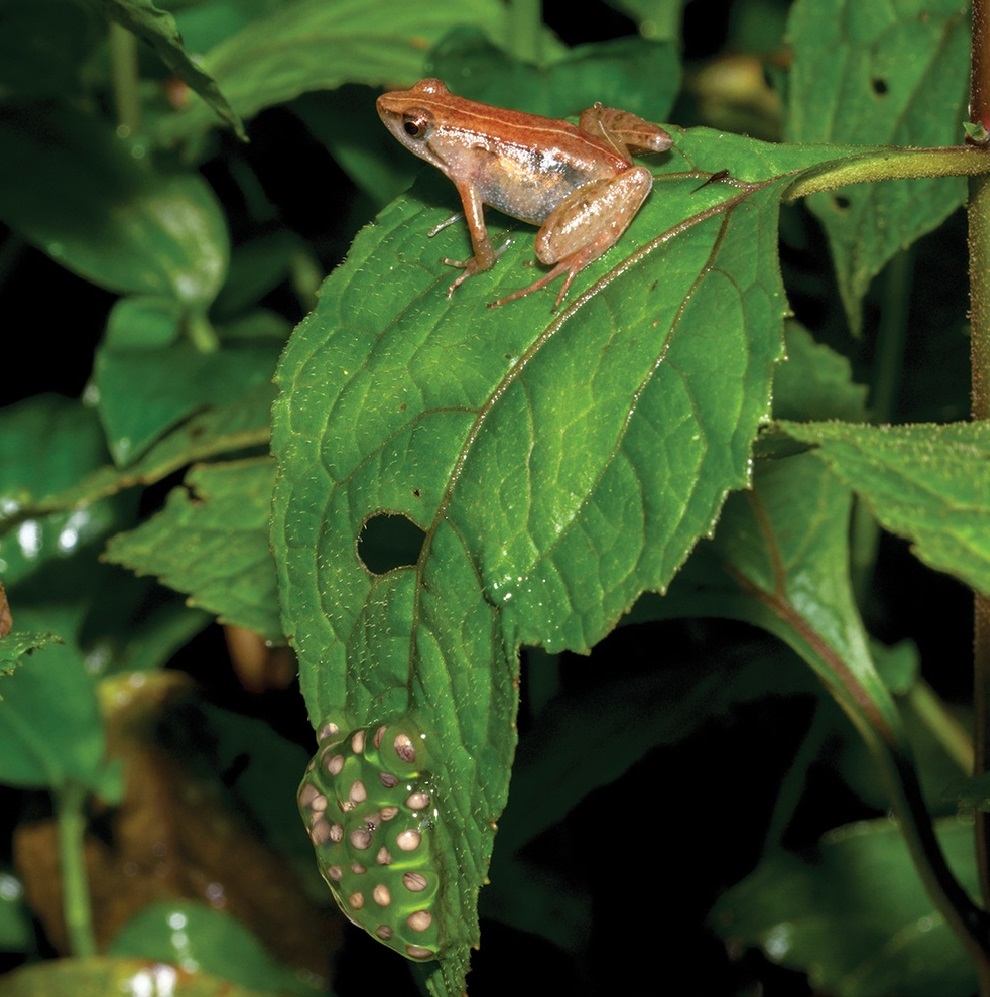 Species New to Science [Herpetology • 2019] Phrynobatrachus bibita • A