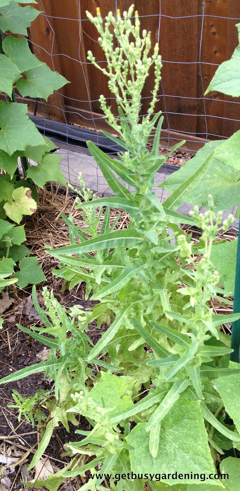 When To Call It Quits On Cold Weather Crops?