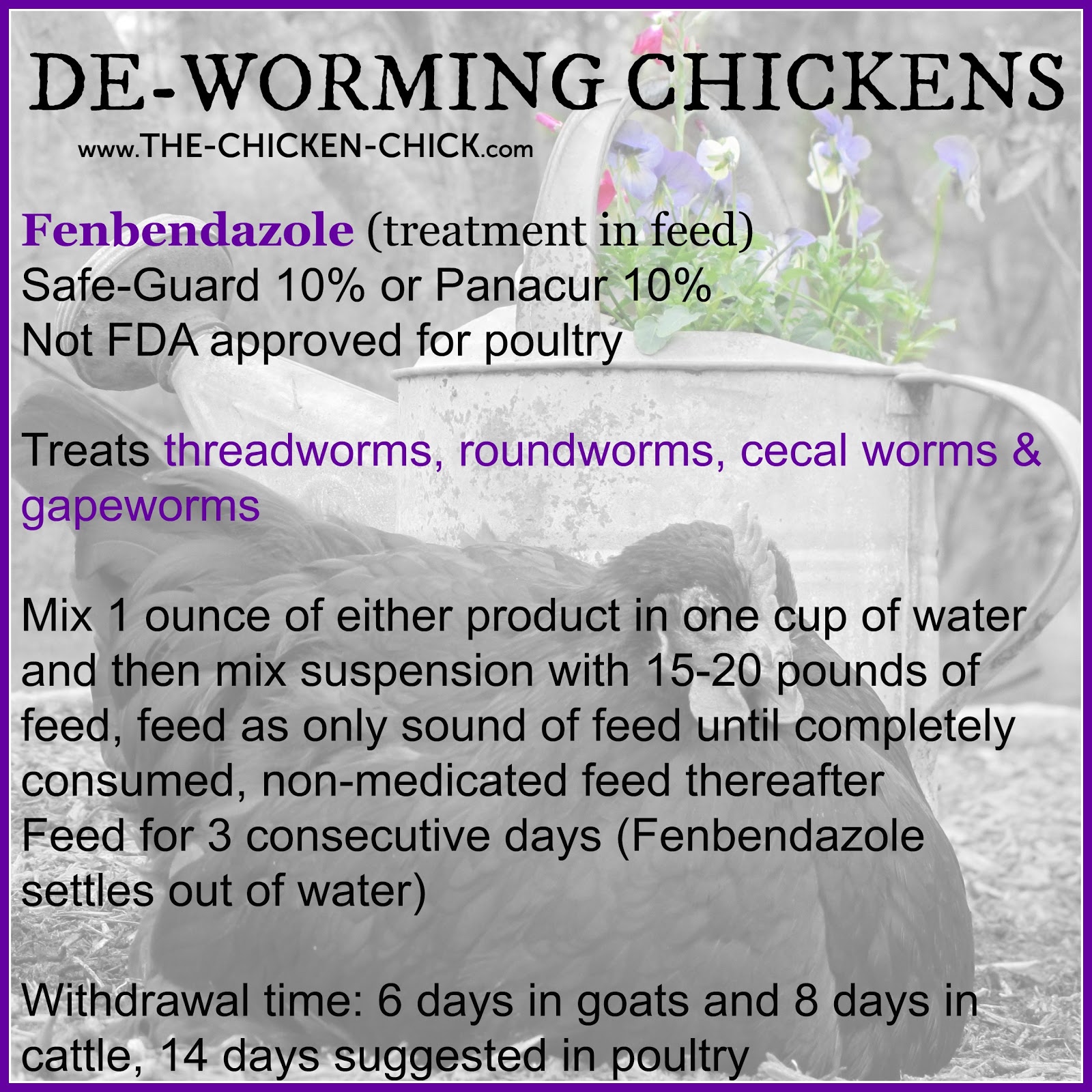 The Chicken Chick® Control & Treatment of Worms in Chickens