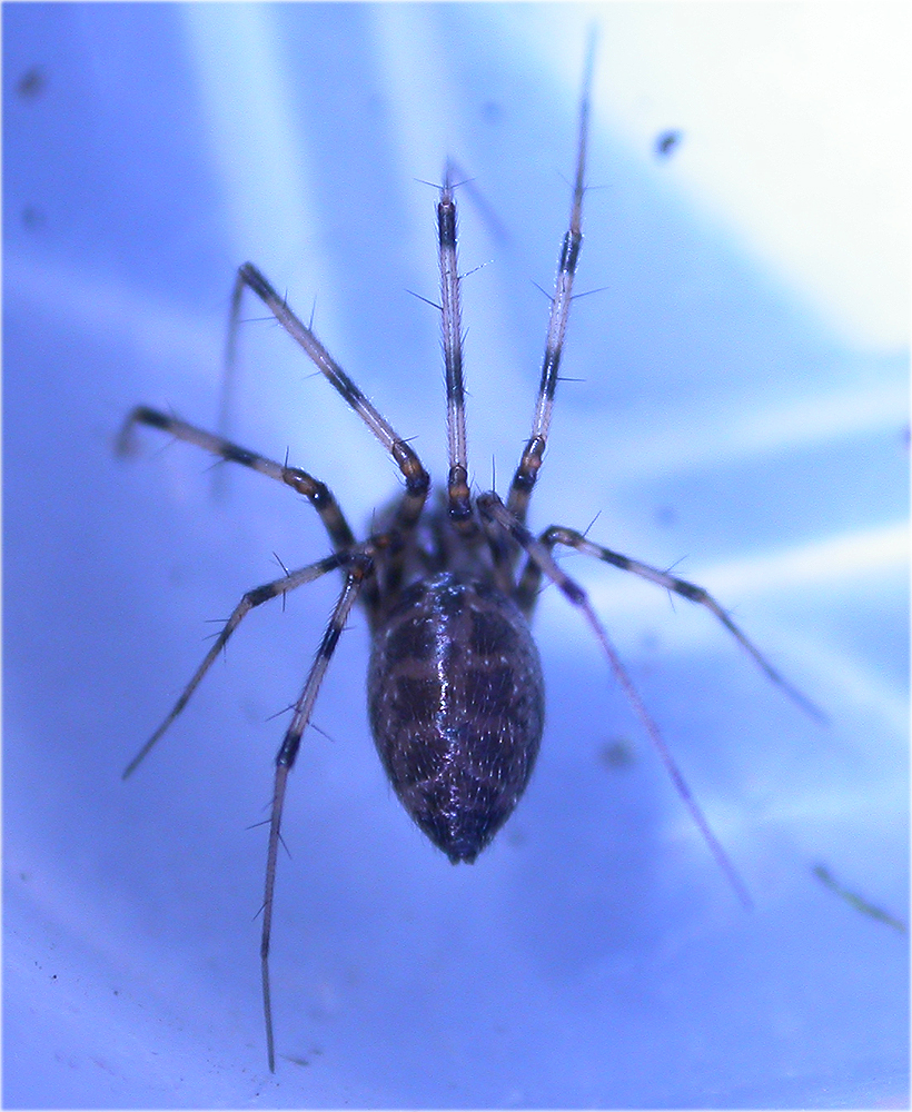 Arachnerds Money Spiders Linyphiidae