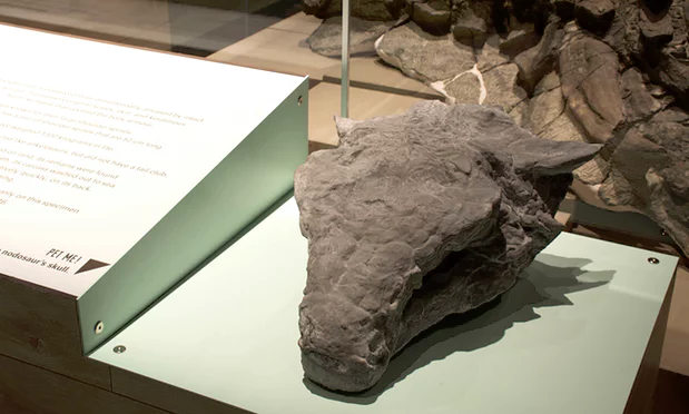 Alberta museum unveils world's best-preserved armoured dinosaur