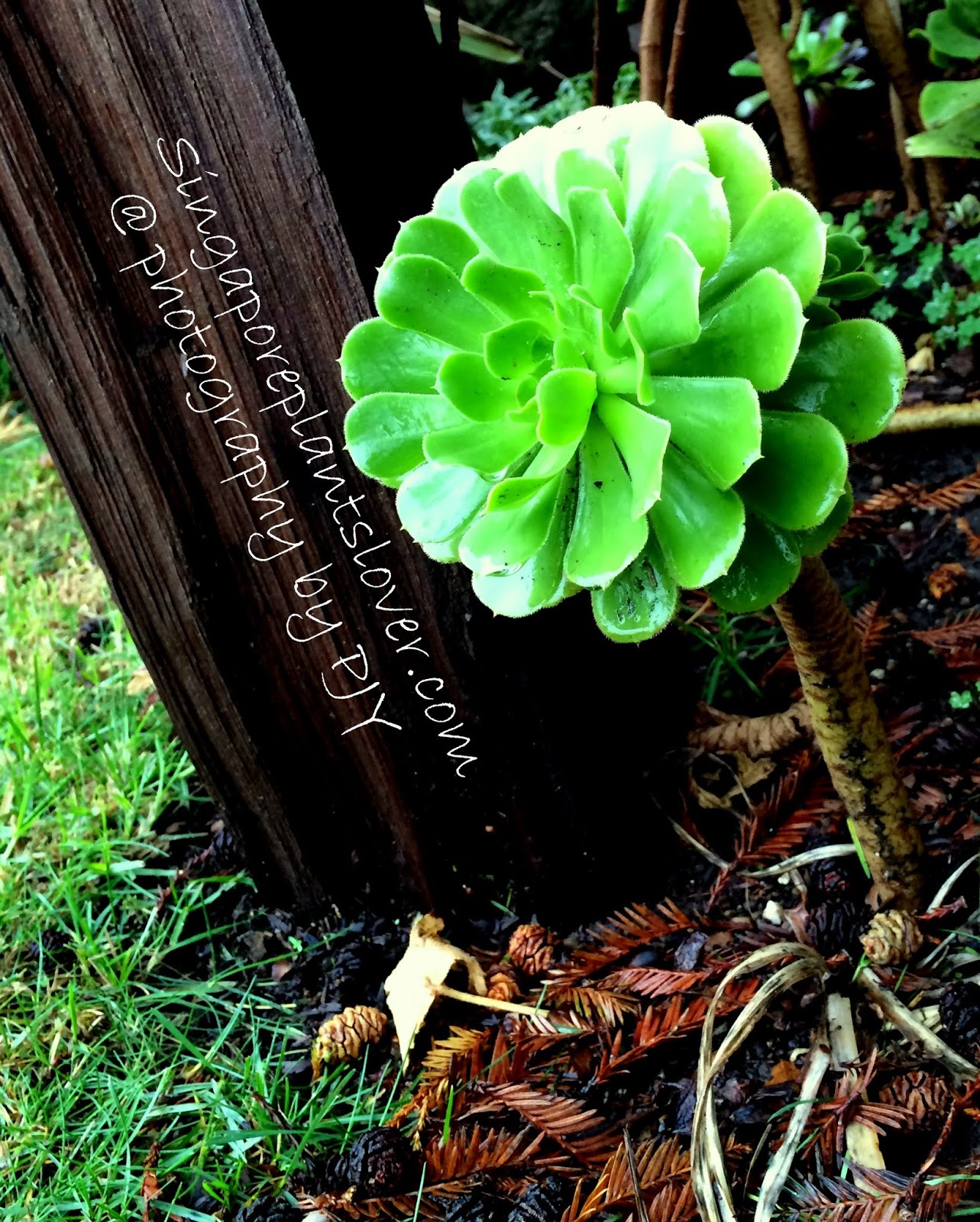 Singapore Plants Lover The Amazing World of Succulents and Cactus