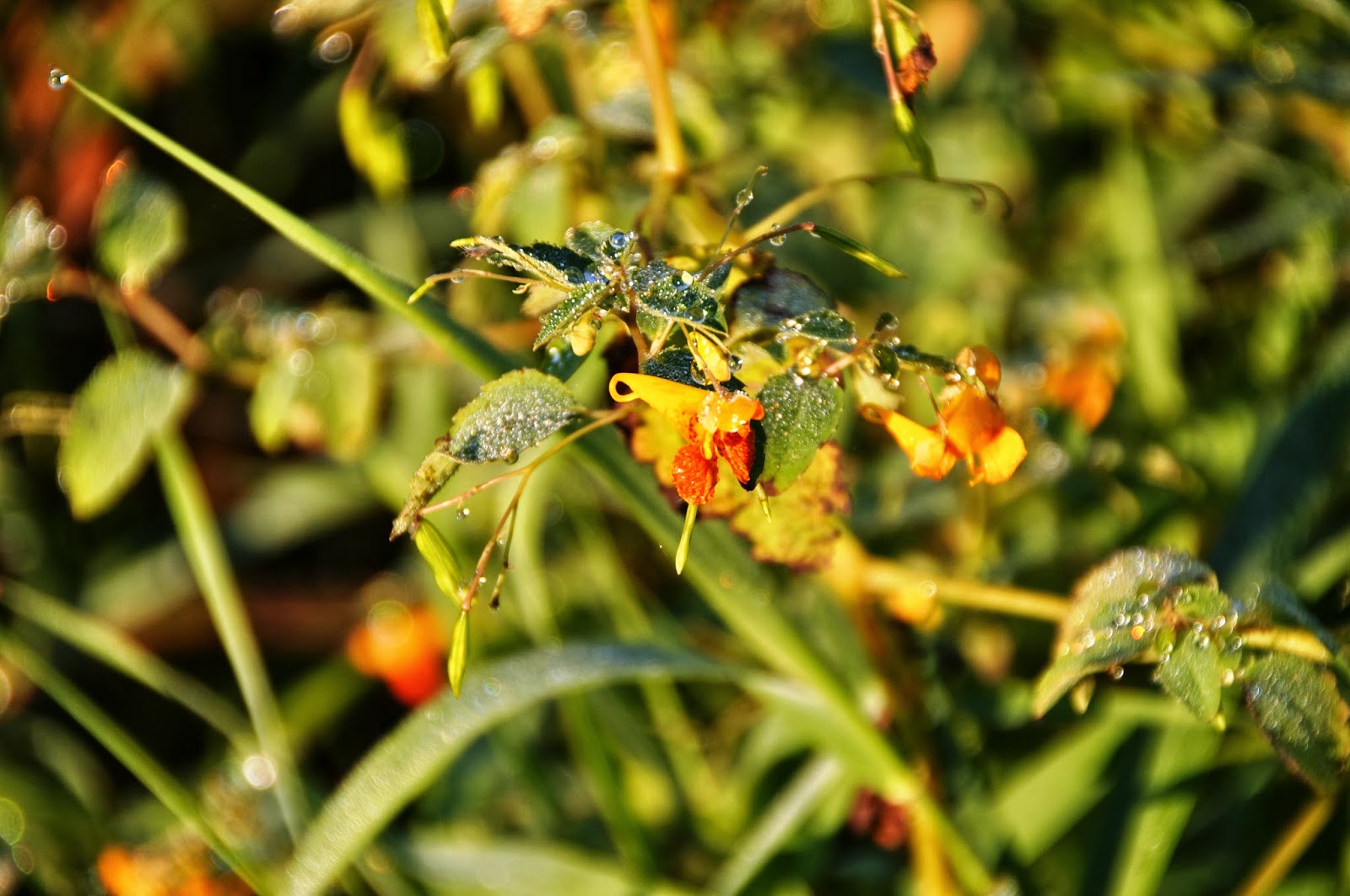 House In The Wood Outdoor Ed Center Touch Me Not but if