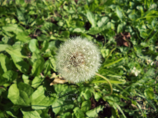 Dandelion