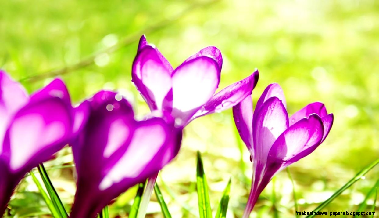 Purple Flower Summer Wallpaper Size 1366x768 Purple Flower Summer Wallpaper Size 1366x768